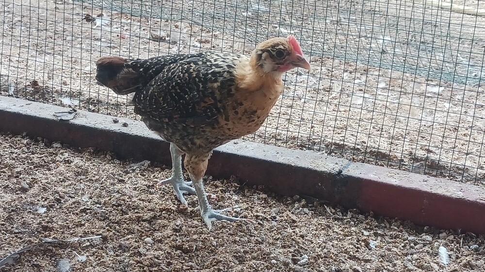 Desi baladee chicken for sale - 2