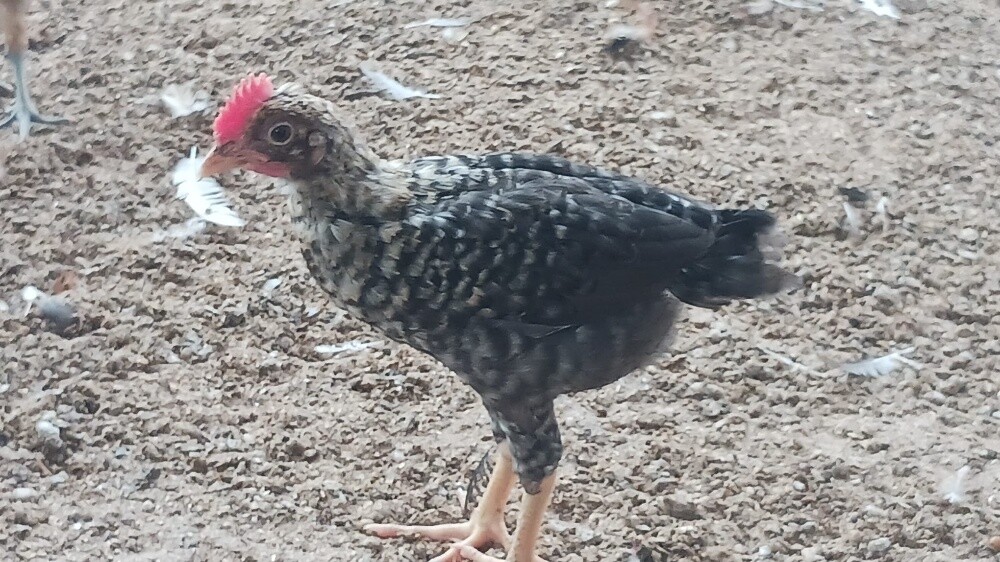 Desi baladee chicken for sale - 1
