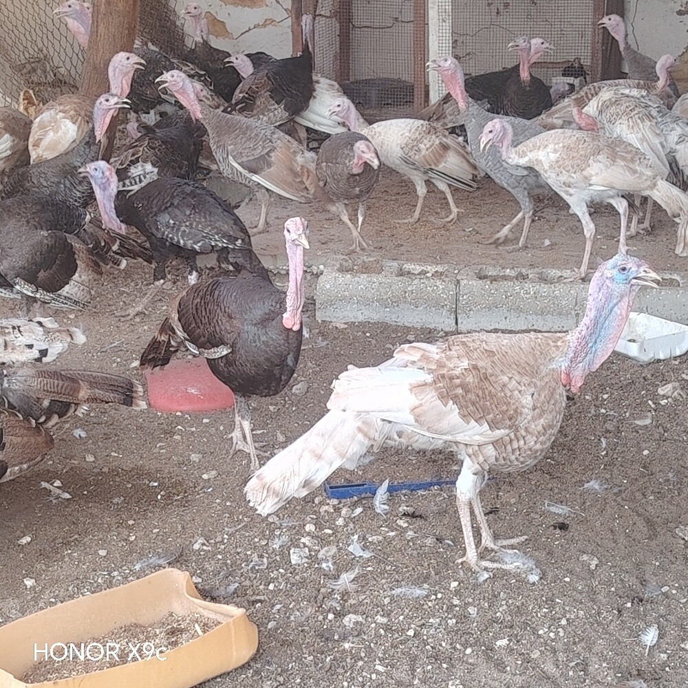 للبيع رومي بياض العدد ٣٥ - 1
