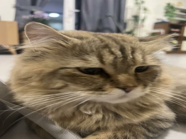Persian Cat for adoption - 2