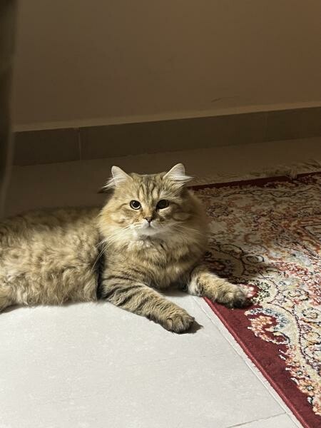 Persian Cat for adoption - 5