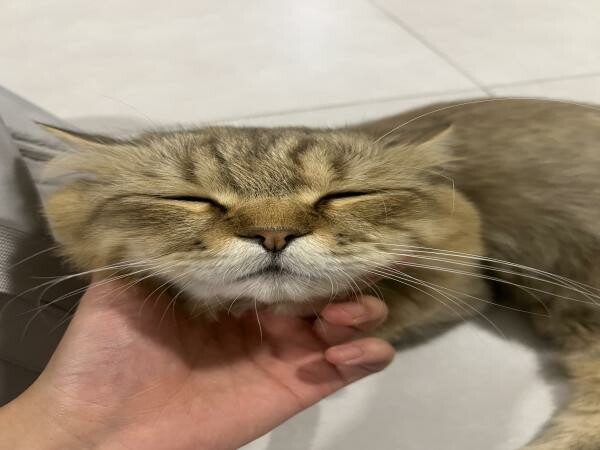 Persian Cat for adoption - 4