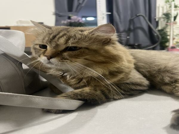 Persian Cat for adoption - 3