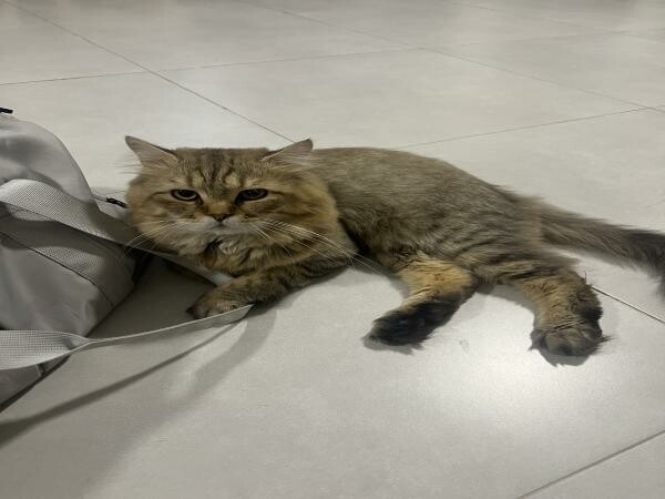 Persian Cat for adoption - 1