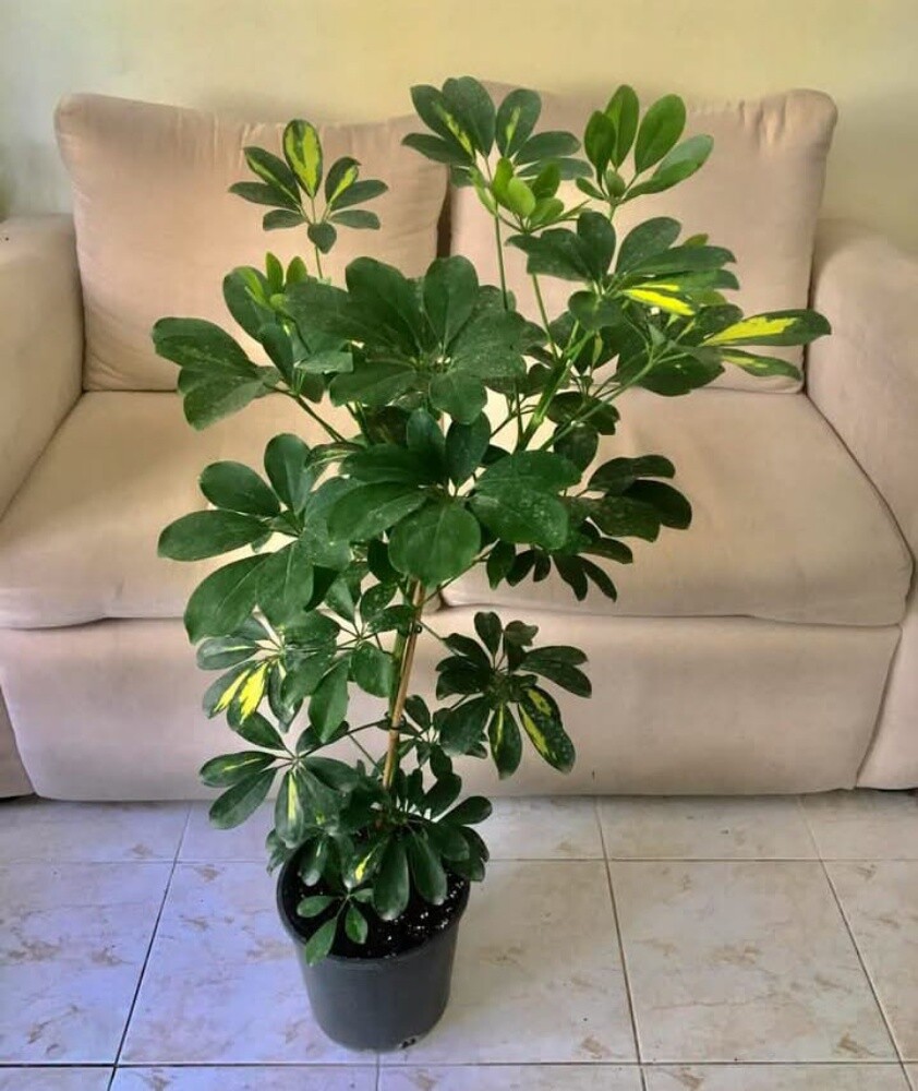 Balooshi Gardener - 14
