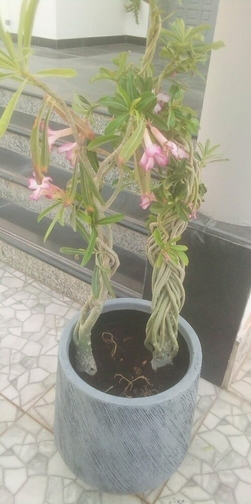 Balooshi Gardener - 11