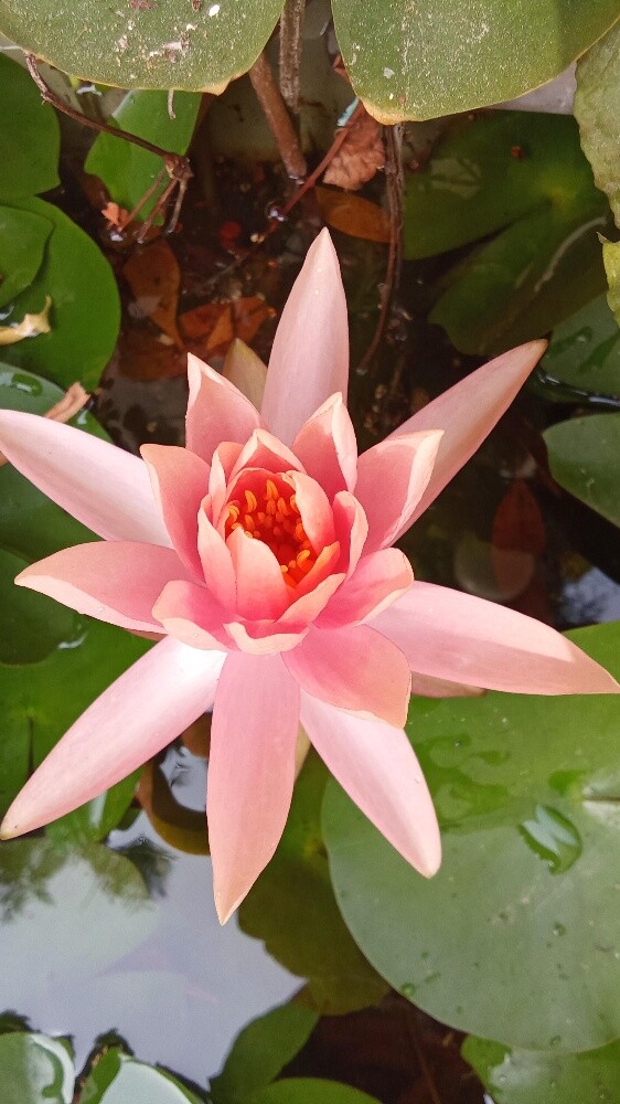 Balooshi Gardener - 27