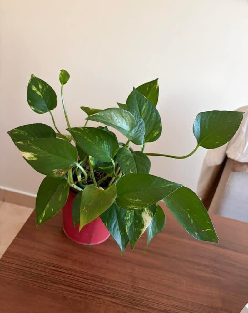 Balooshi Gardener - 15