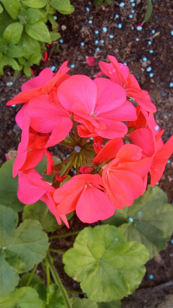 Balooshi Gardener - 23