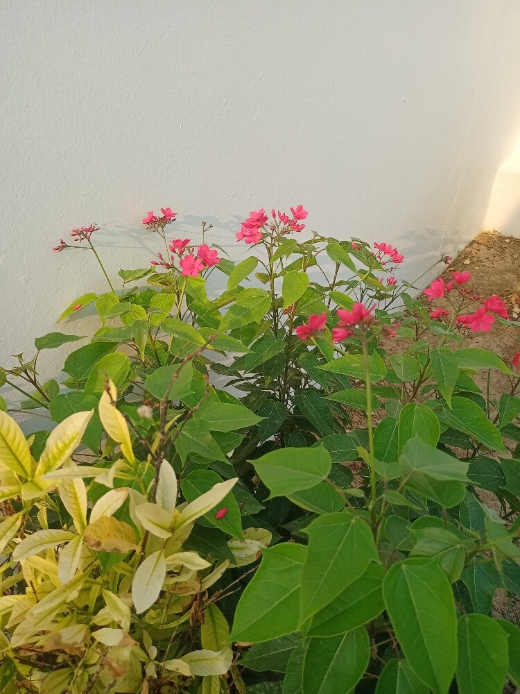 Balooshi Gardener - 28