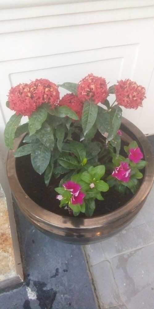 Balooshi Gardener - 7