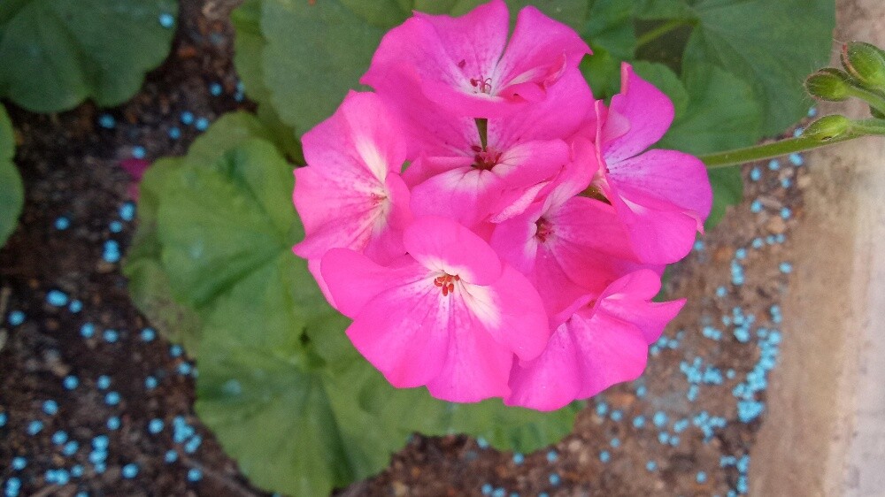 Balooshi Gardener - 24
