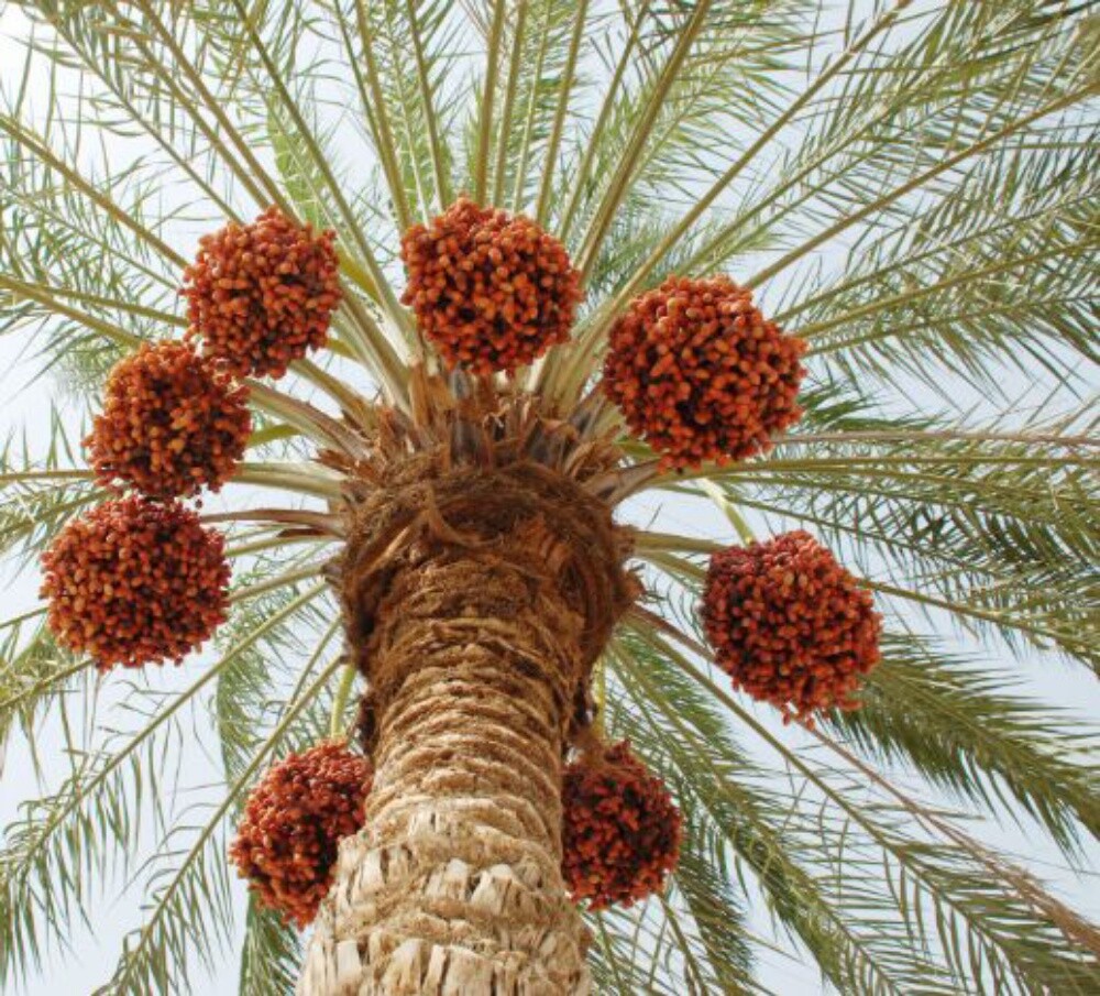 Balooshi Gardener - 5