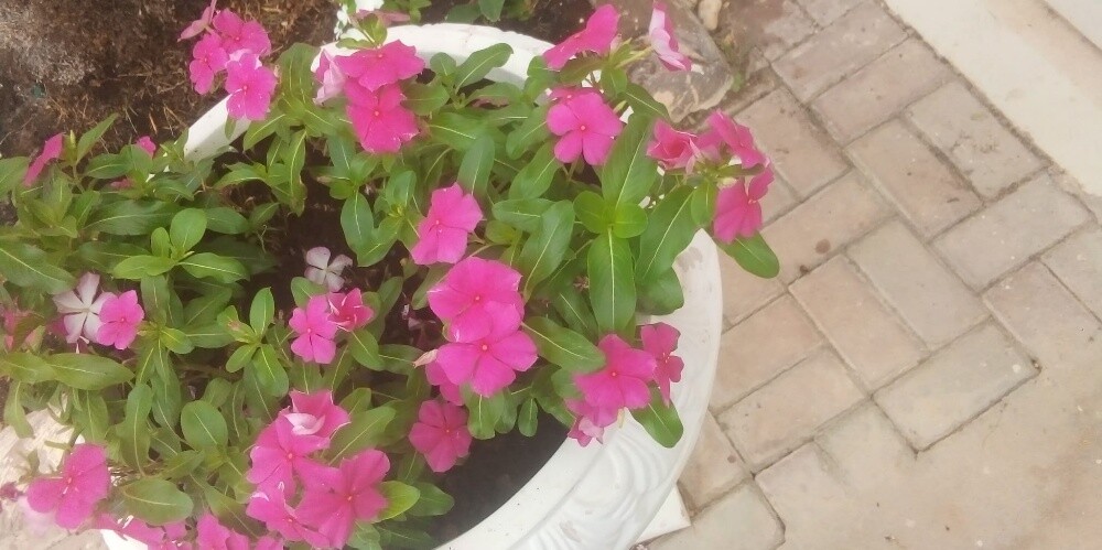 Balooshi Gardener - 9