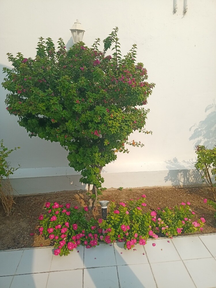 Balooshi Gardener - 29