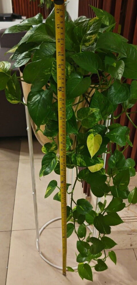 Balooshi Gardener - 17