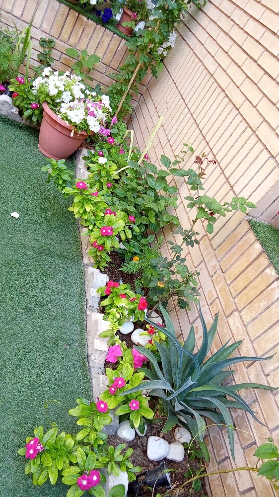 Balooshi Gardener - 2
