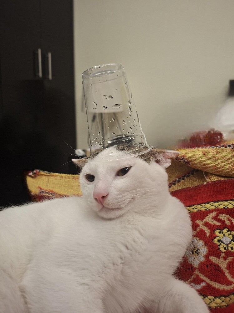 cat mail + cat female for adoptions - 4