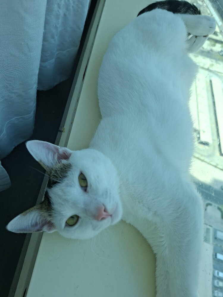 cat mail + cat female for adoptions - 1