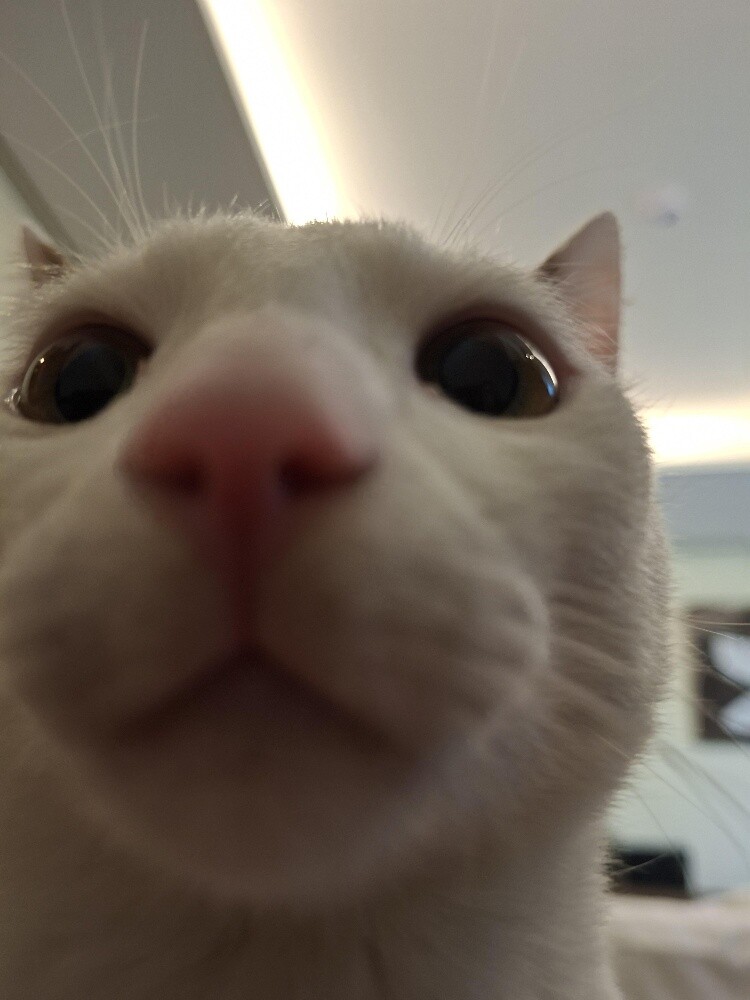 cat mail + cat female for adoptions - 2