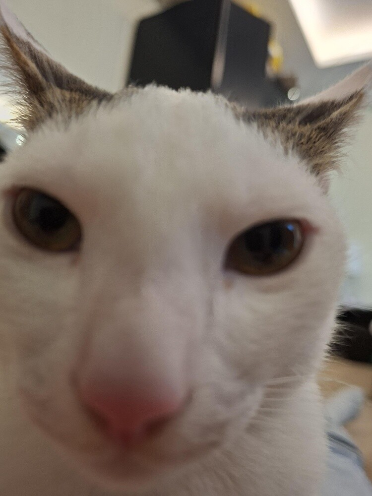cat mail + cat female for adoptions - 3