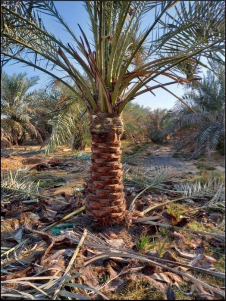 نخل مثمر - 5