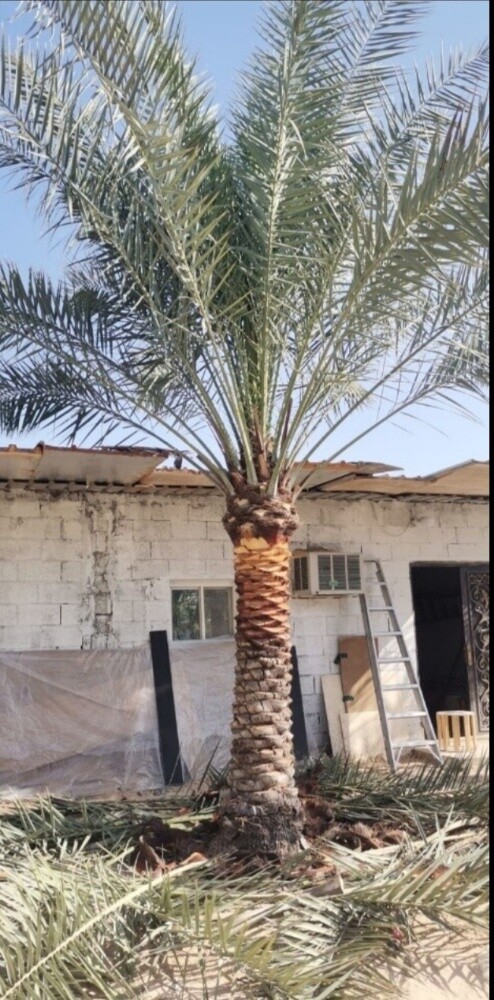 نخل مثمر - 6