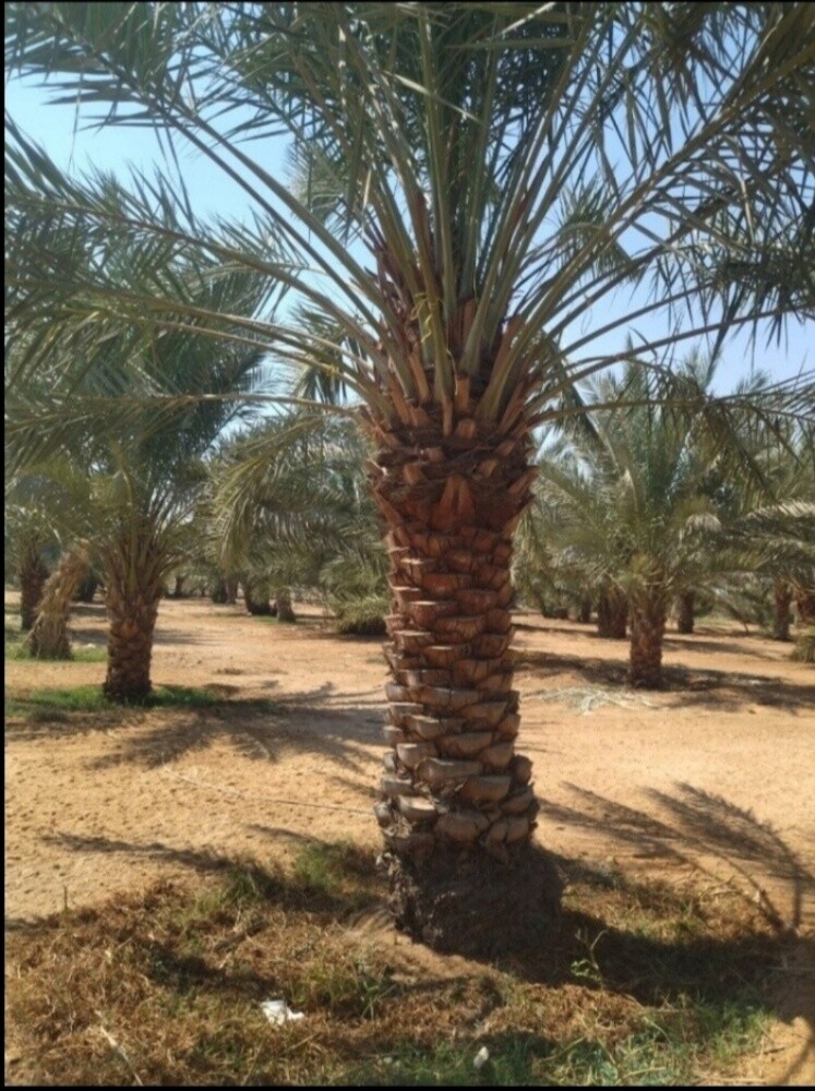 نخل مثمر - 9