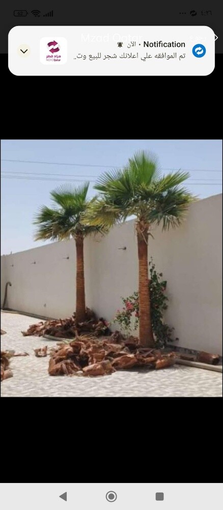 ترتيب وتنسيق النخيل بانواعها - 4