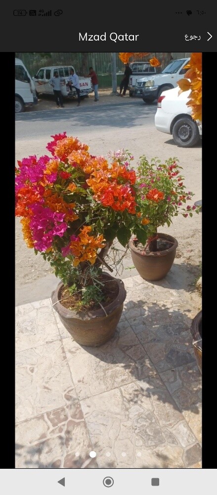زراعه العشب والورود والنخيل والاش - 4