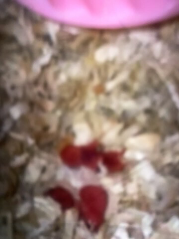 فهد - 3