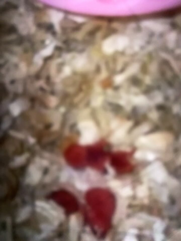 فهد - 4