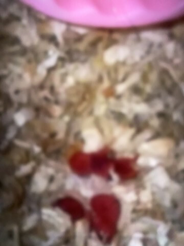 فهد - 2