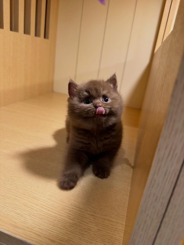 British Shorthair Kitten - 3