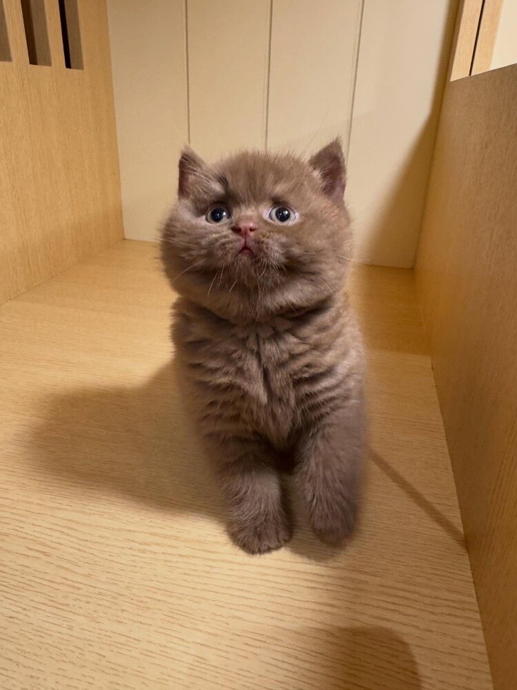 British Shorthair Kitten - 2