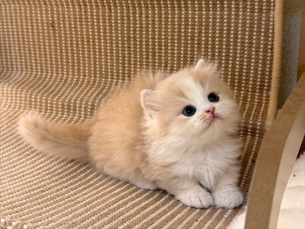 Munchkin Kitten - 1