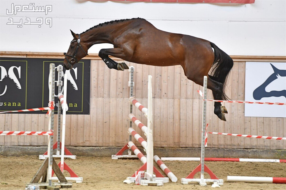مطلوب خيل قفز  - 1