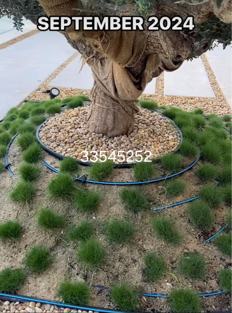 مزراع وتنسيق حدائق  - 4