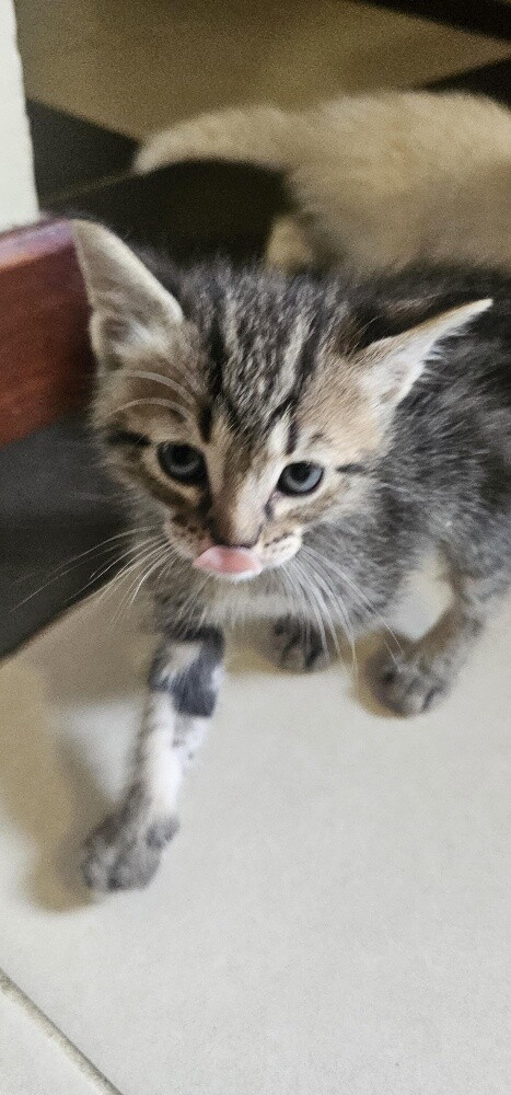 kittens for adoption - 1