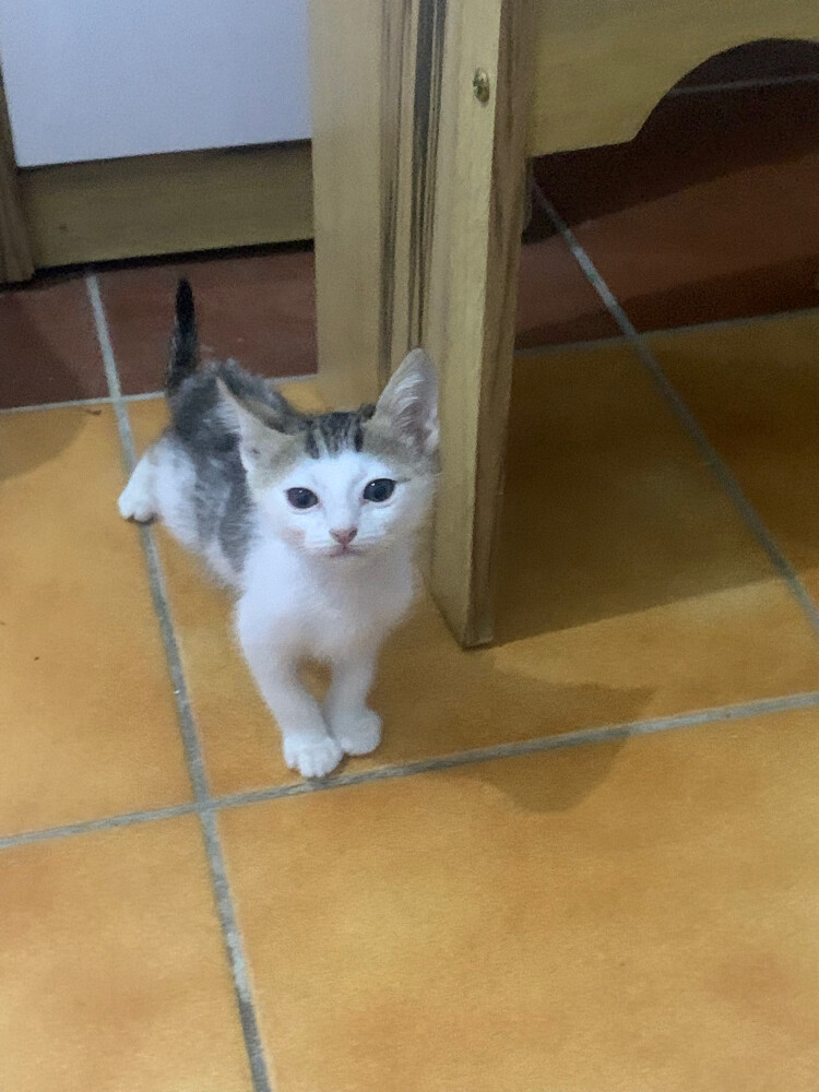 kitten cat - 5