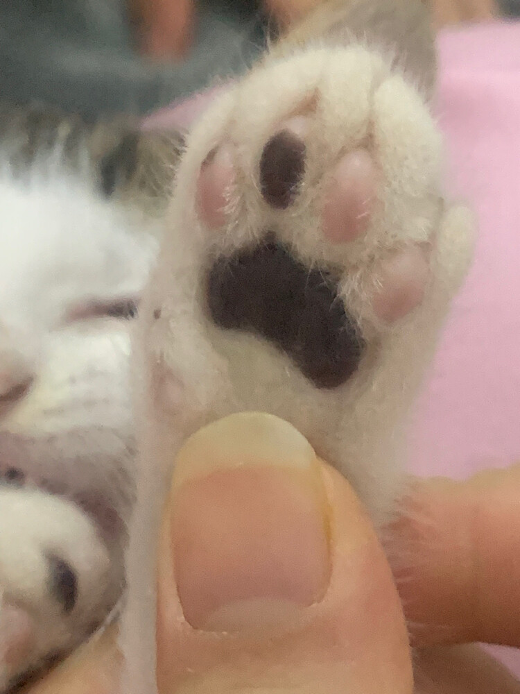 kitten cat - 4