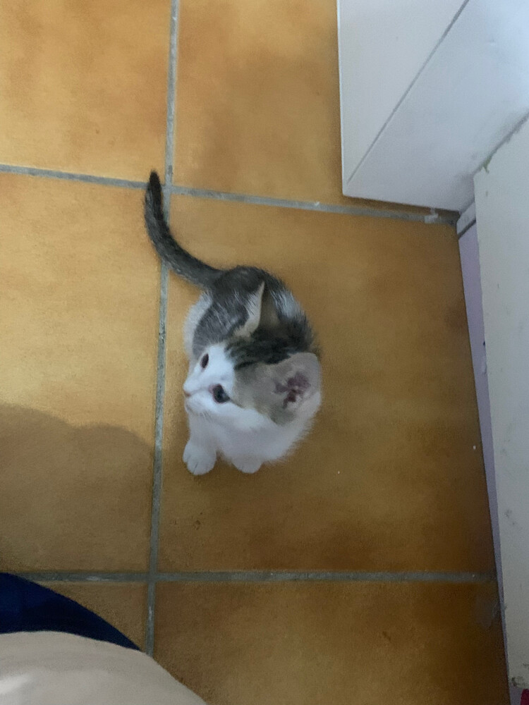 kitten cat - 3