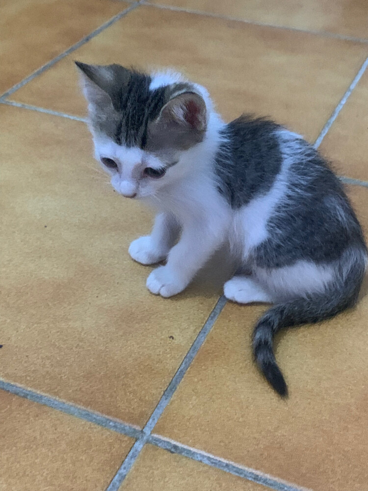 kitten cat - 2