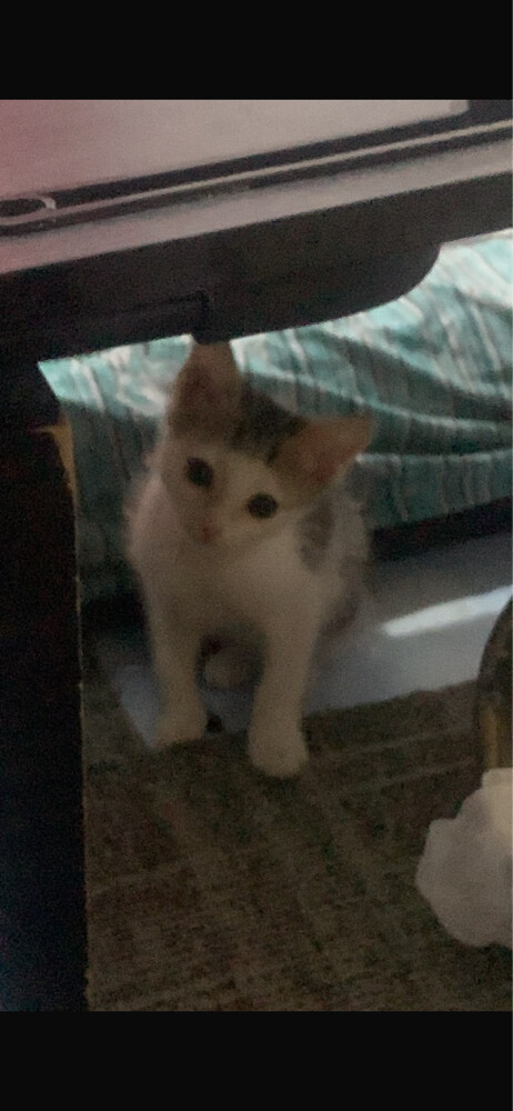 kitten cat - 6
