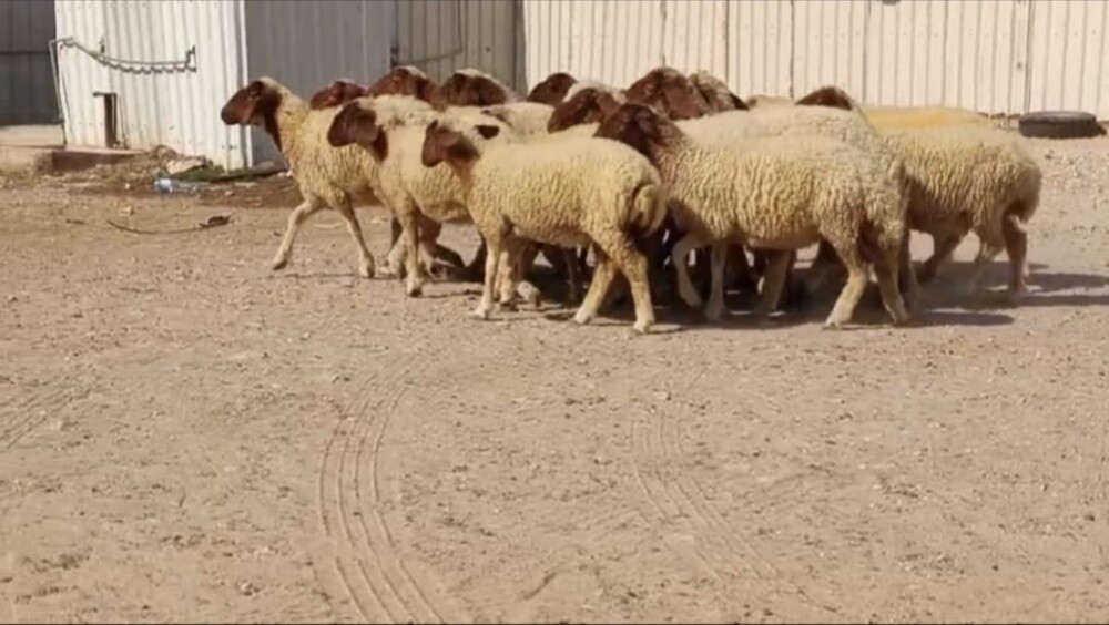 مطلوب شويهات ورخال سوريه - 2