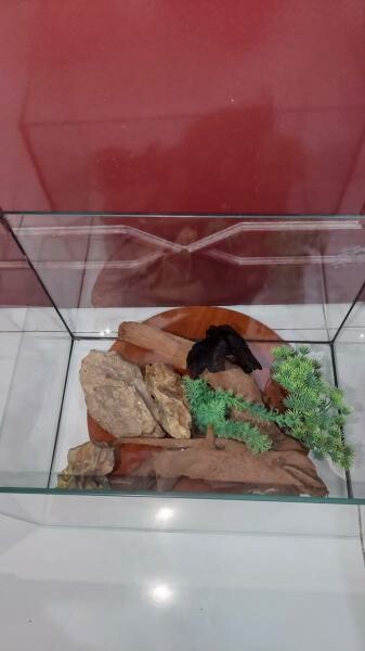Big Aquarium with accessories - 2