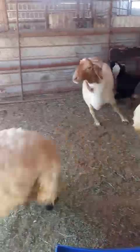 شامل الذبح وتوصيل تاصلك لين البيت - 1