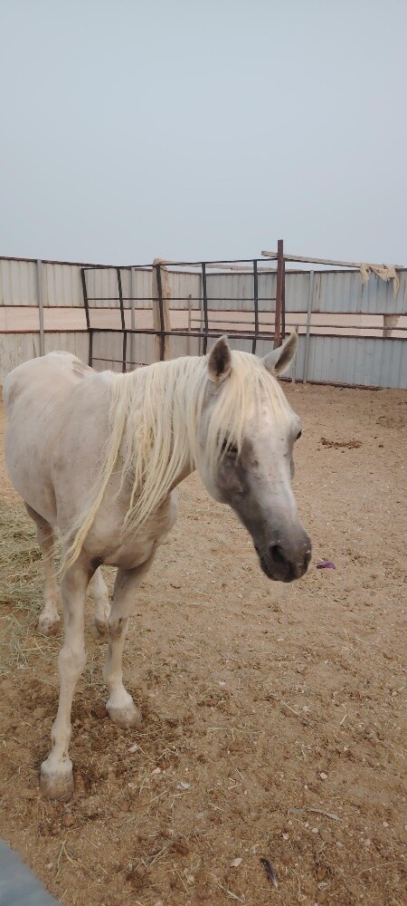 خيل عربي وخيل مهجن - 3