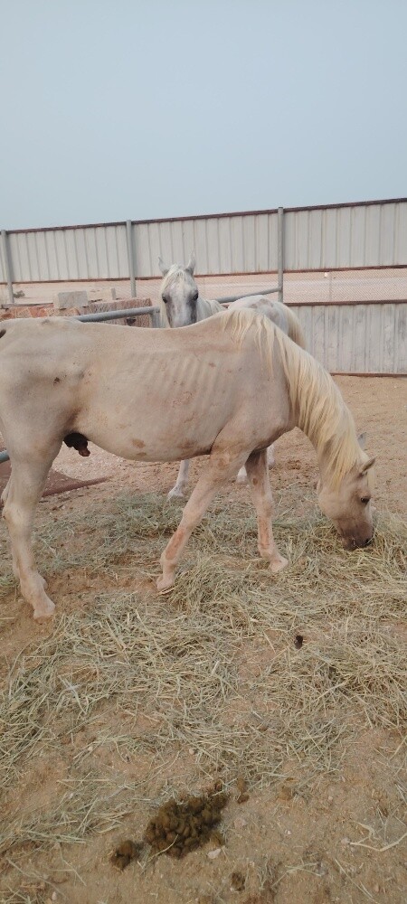 خيل عربي وخيل مهجن - 4