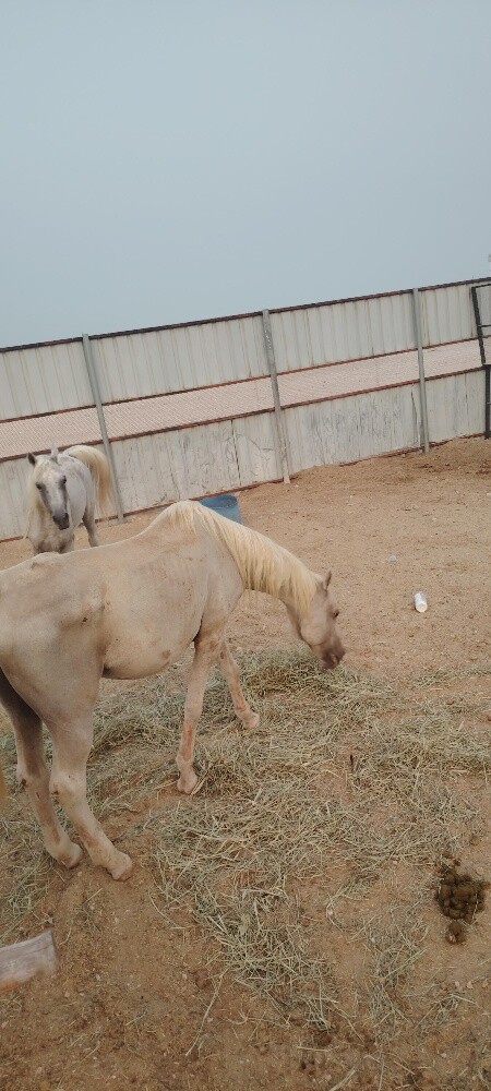 خيل عربي وخيل مهجن - 2